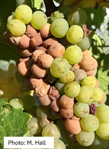 Green grape bunch with some brown grapes