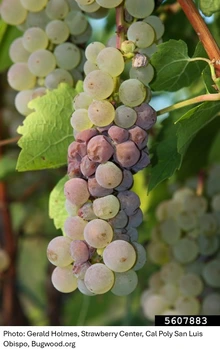 Green and reddish shriveled bunch of grapes