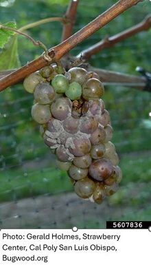 Moldy bunch of grapes