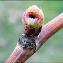 Cutworm hole on stem