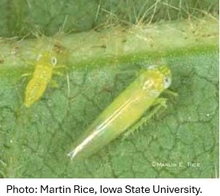 Green leafhopper insects