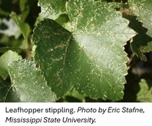 Stippling on a green grape leaf