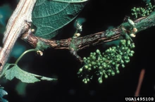 Tiny green grapes on stem