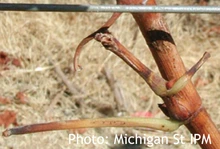 Discolored grape stem