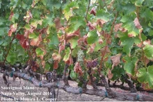 Grape stems with brown leaves at base