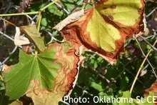 Yellow leaves with brown edges