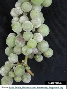 Green grapes with white coating