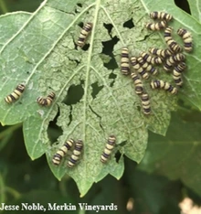 Striped caterpillars