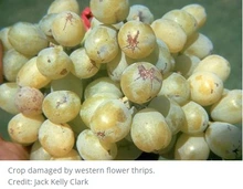 Marks on grapes made by thrips 