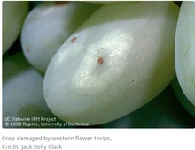 Whitish halo on a grape