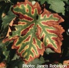 Grape leaf with green veins and brown edges