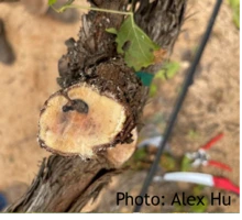 Grape trunk cross-section with discolored center