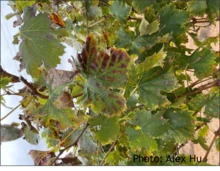 Green grapes leaves with red stripes