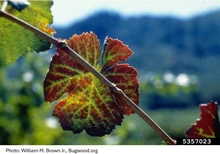 Green veins on red grape leaf