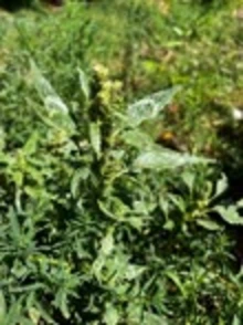 pigweed and redroot plant with the distinctive white chevron