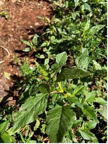 pigweed and redroot plant