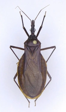 Adult T. recurva.