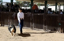Photo of a boy with a pig