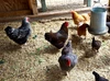 Photo of chickens in a coop