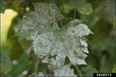 Powdery mildew leaf