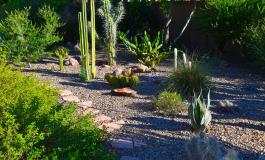 Maricopa Master Gardeners – Growing Garlic in the Desert and ask a Master  Gardener – Pinal NOW! Online