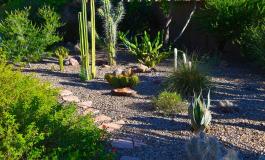 https://extension.arizona.edu/sites/extension.arizona.edu/files/styles/card__260_x_120_/public/images/desert-garden-medium.jpg?itok=BVba9XFC