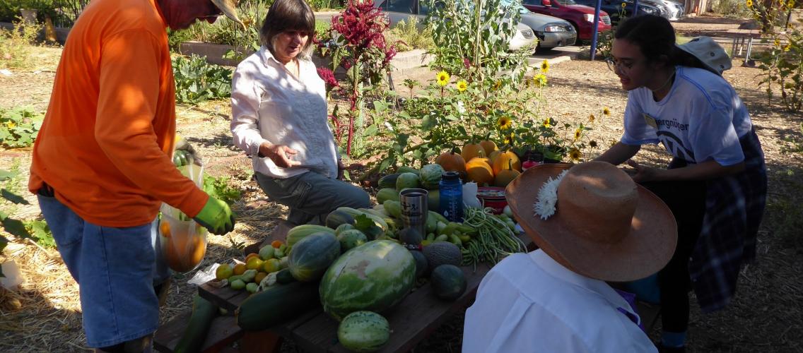 Maricopa Master Gardeners – Growing Garlic in the Desert and ask a Master  Gardener – Pinal NOW! Online