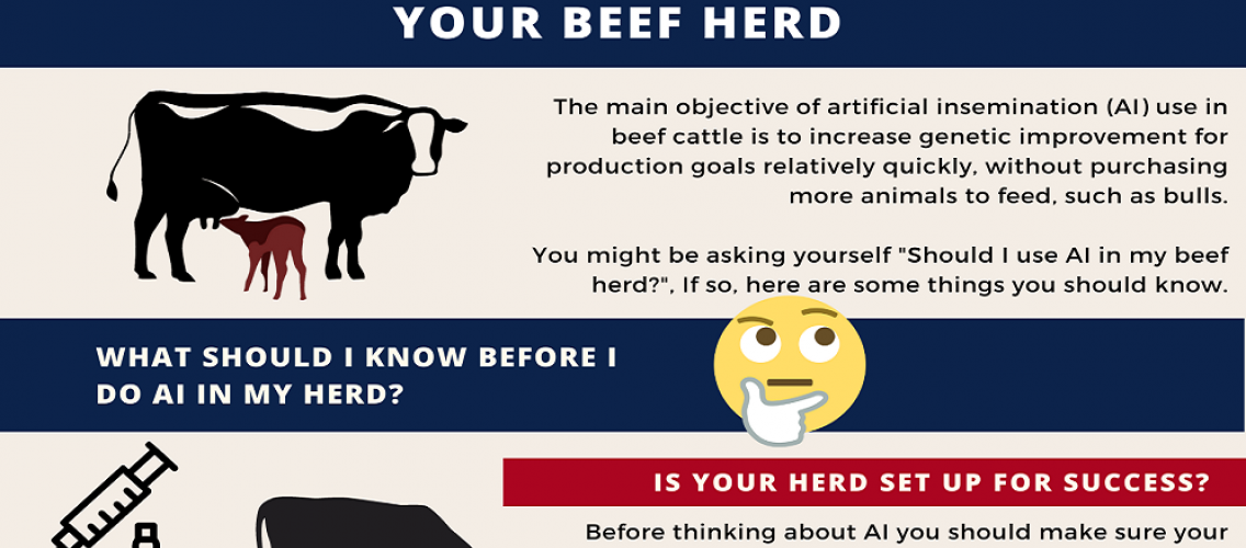Using Artificial Insemination (Al) For Your Beef Herd | Cooperative  Extension | The University of Arizona