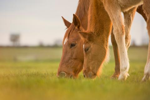 two horses graze in a field