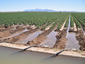 Arizona syphon irrigation of crops