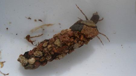 Case-building caddisfly larva in its case made of tiny rocks.
