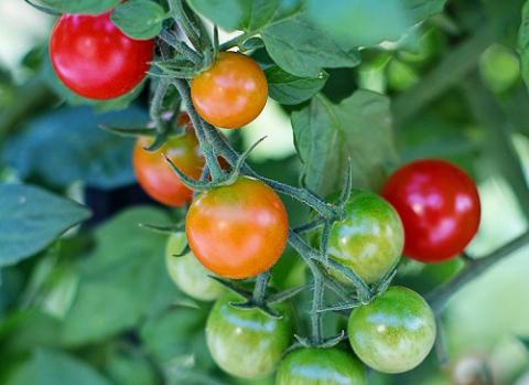 Growing Tomatoes | Cooperative Extension | The University Arizona