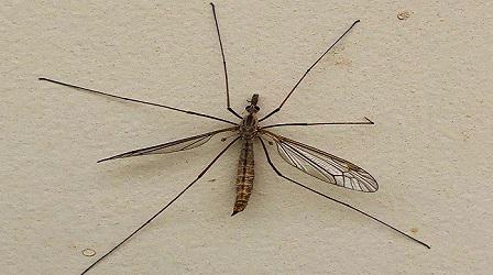 A crane fly resting on a wall