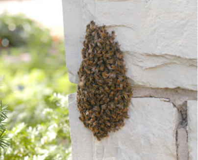 Arkansas Beekeeping  Honey Bee Hives, Swarms, Plants, Pests, Diseases