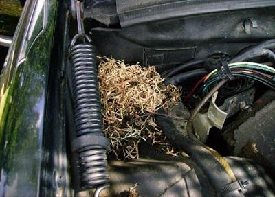 Mouse nest under car bonnet. Photo: John Hummel