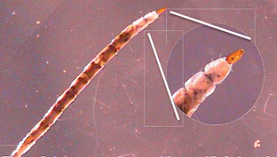 A no-see-um larva, with magnified view of head region, showing breathing tube