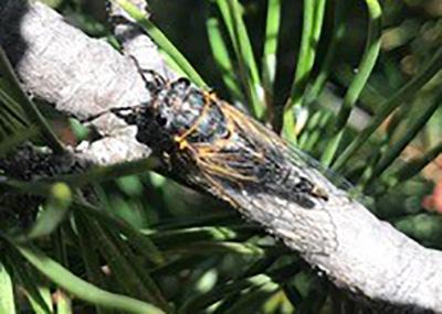 Putnam cicada