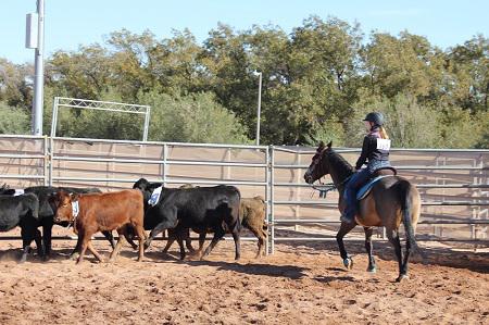 Team penning at 2018 Arizona State 4-H Horse Show
