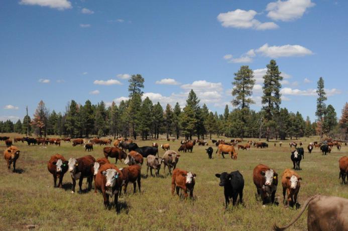 cattle walking through large meadow