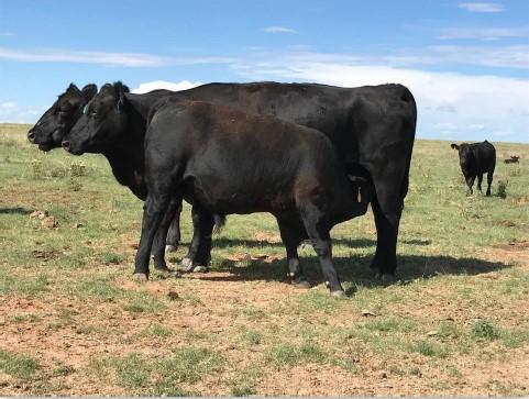 black cow with nursing black calf in field