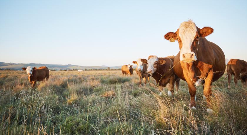 Range cattle in pasture