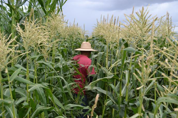 Man in hat and red shirt walking through corn field