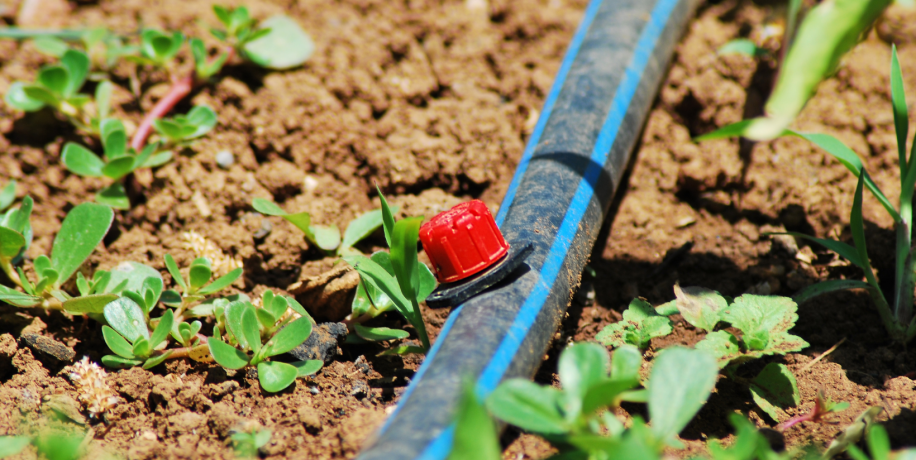 drip irrigation lined in a garden bed