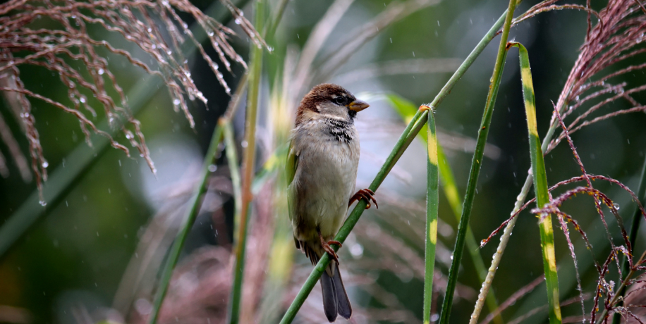 songbird perched on a grass stem while it is lightly raining