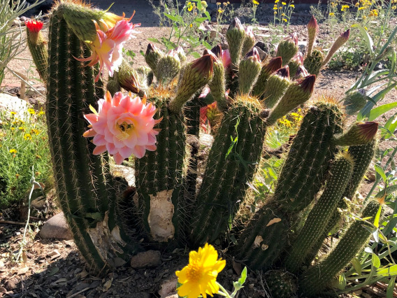 Trichocerus cactus in the garden