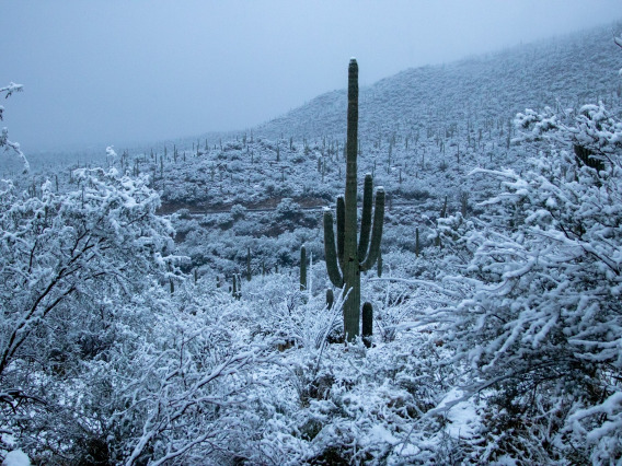 Saguaro in Snow